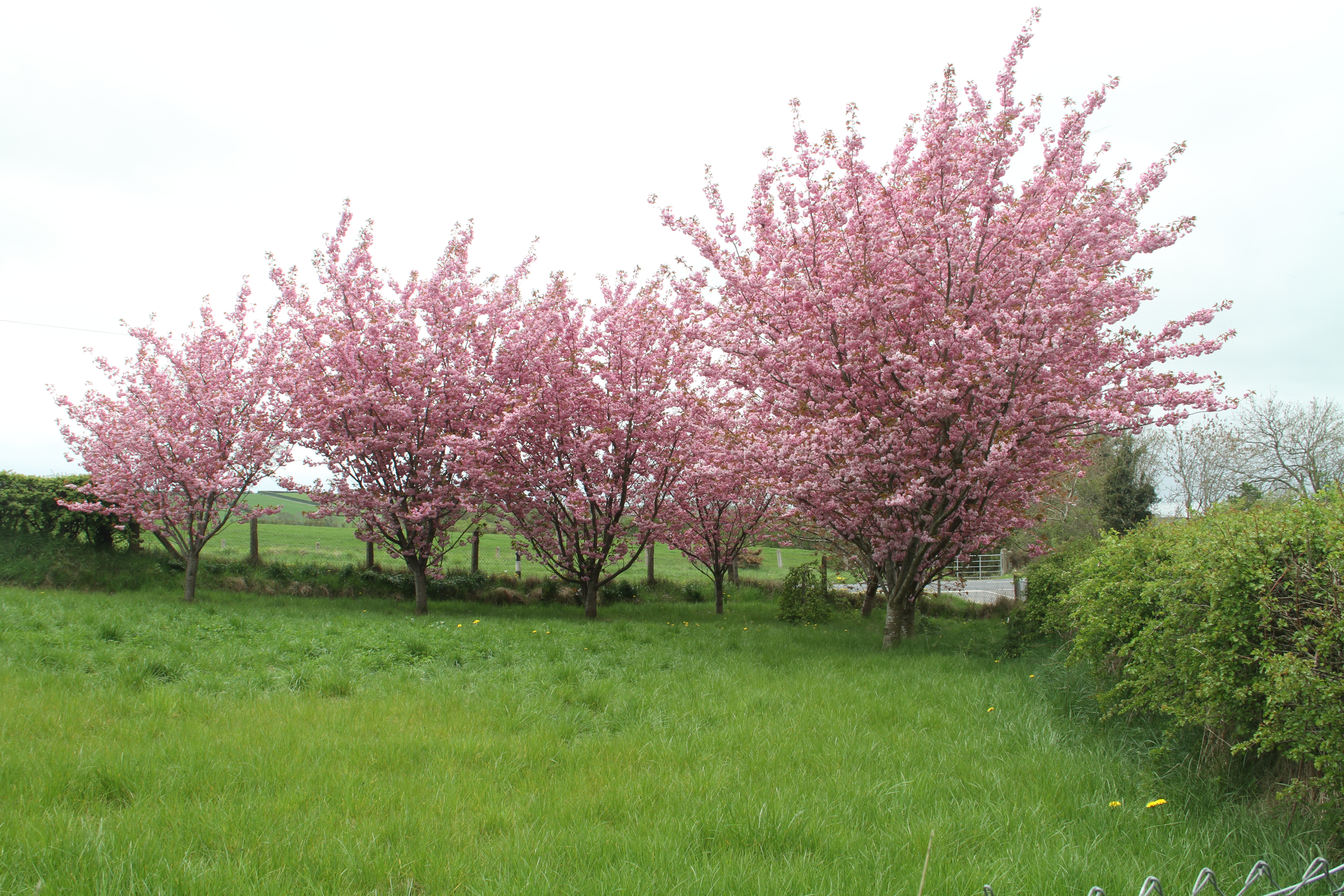 Mary Byrne-gallery-2